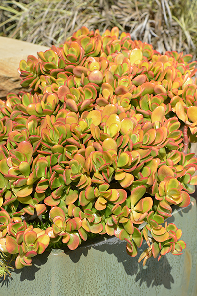 Details | Jade Plants
